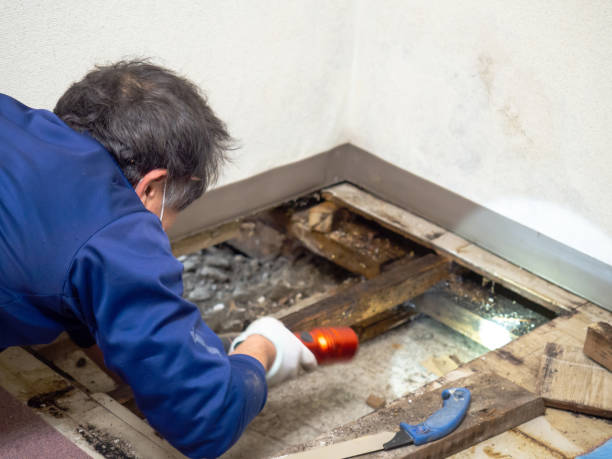 Best Mold Removal Near Me  in Swannanoa, NC
