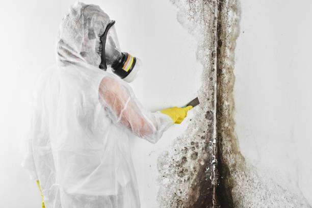 Best Certified Mold Removal  in Swannanoa, NC
