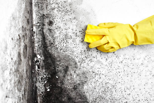 Best Mold Testing  in Swannanoa, NC
