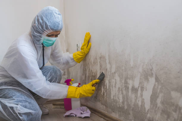 Best Mold Testing  in Swannanoa, NC