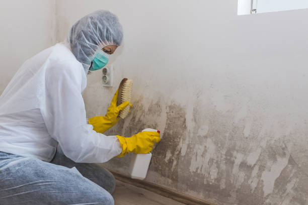 Best Home Mold Removal  in Swannanoa, NC