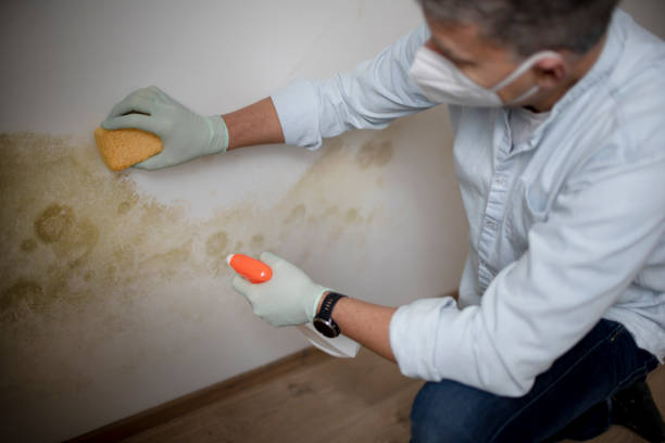 Reliable Swannanoa, NC Mold Removal Solutions