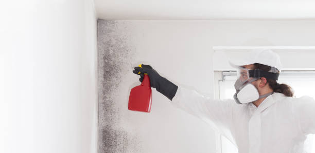Best Toxic Mold Removal  in Swannanoa, NC