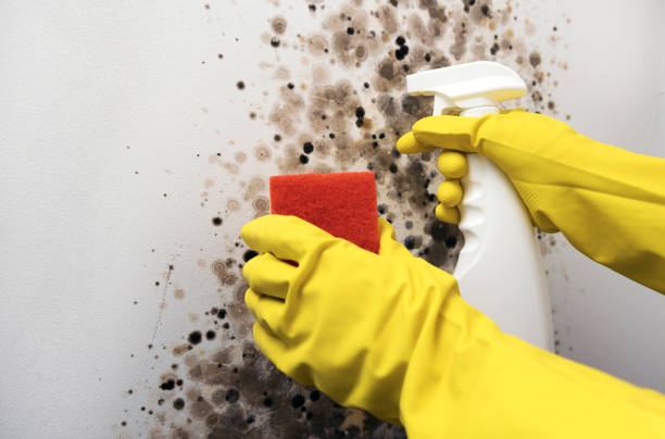 Best Mold Removal Near Me  in Swannanoa, NC